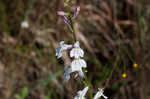 Florida lobelia